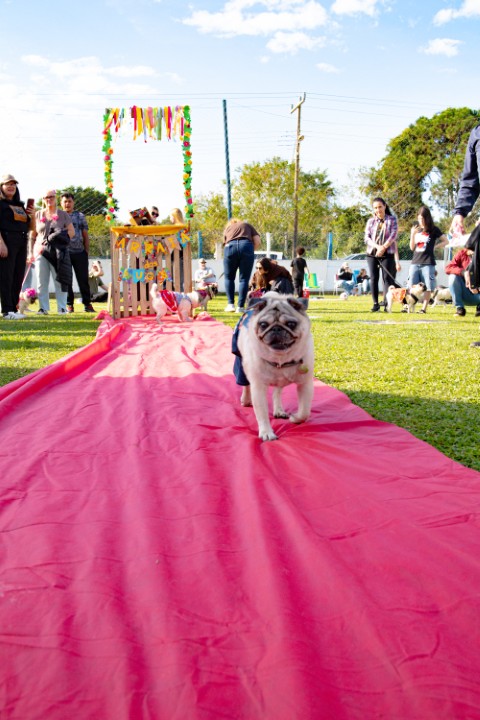 Foto do Pugnic 2026